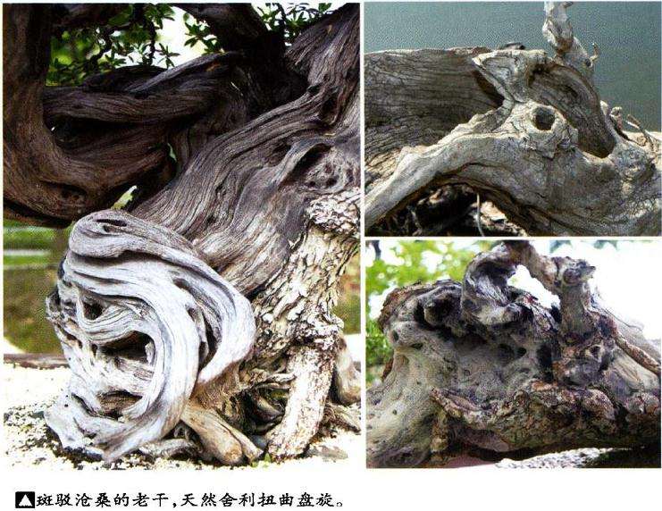 图解 印尼大师制作海芙蓉盆景的过程