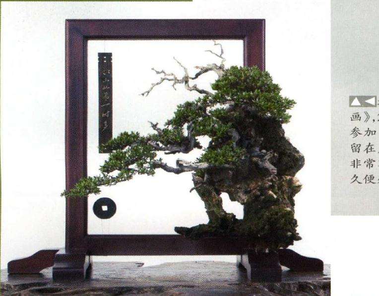 图解 印尼大师制作海芙蓉盆景的过程