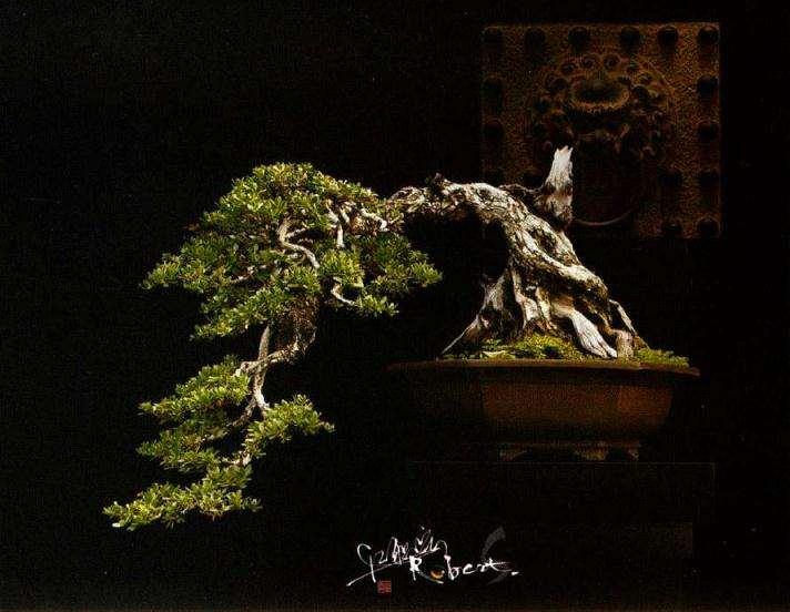 图解 印尼大师制作海芙蓉盆景的过程