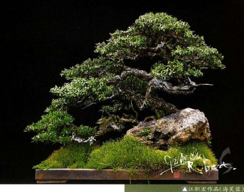 图解 印尼大师制作海芙蓉盆景的过程