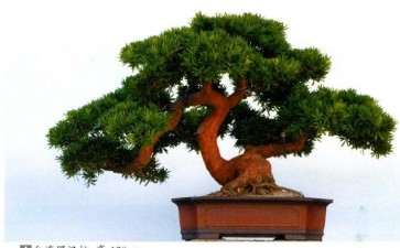 闽南盆景后继有人 第32集 图片