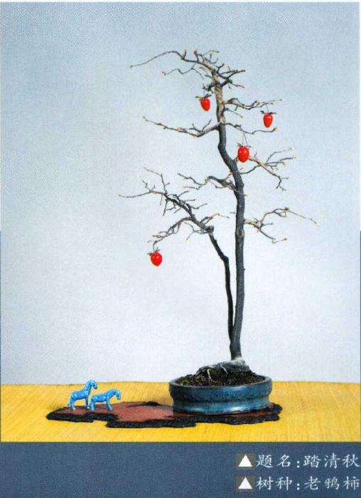 楼学文盆景作品