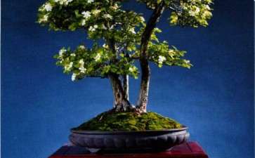 楼学文盆景作品欣赏 图片