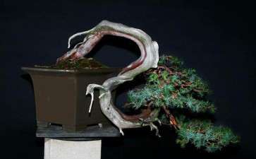 西班牙盆景艺术家 安东尼·奥 费尔南德斯耶稣庞塞