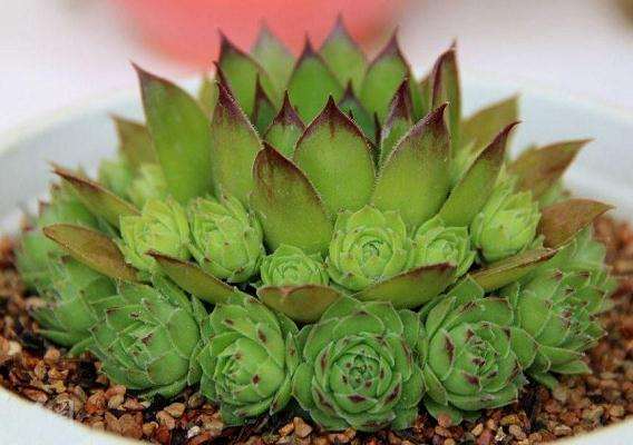 观音莲多肉怎么繁殖与养护的3个方法