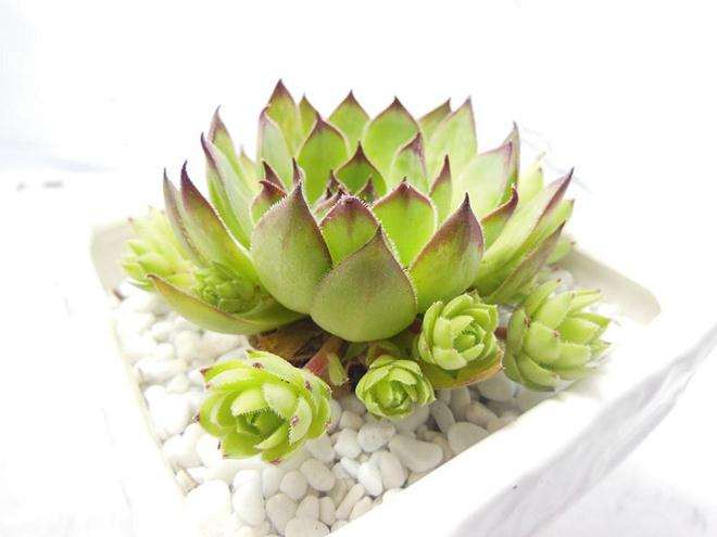 观音莲多肉怎么繁殖与养护的3个方法