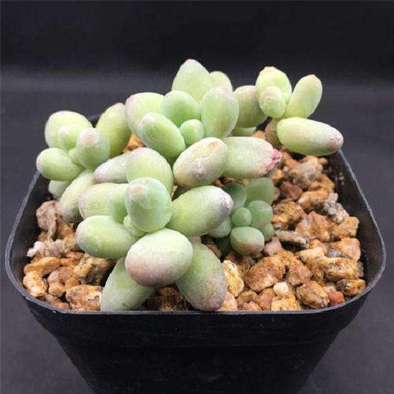 浅谈韩国多肉都用什么基质繁殖