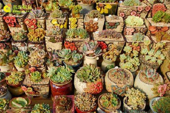 浅谈韩国多肉都用什么基质繁殖