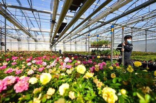 花卉交易平台春天花乐园 值得投资吗