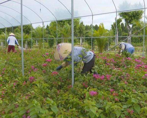 花卉交易平台春天花乐园 值得投资吗