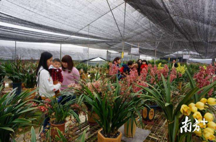 花卉交易平台春天花乐园 值得投资吗