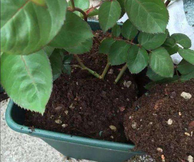 花盆怎么换盆的4个注意事项 图片