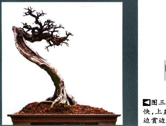 榕树育小枝并不快