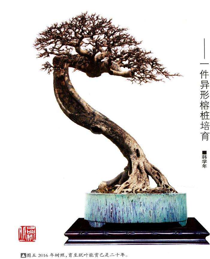 育至脱叶能赏已是二十年