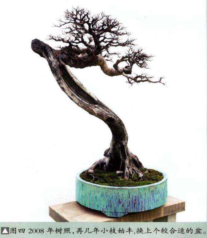 换上个较合适的盆