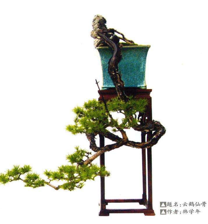 如何提升盆景创作能力的3个方法