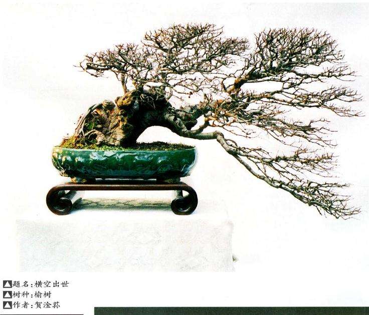 如何提升盆景创作能力的3个方法