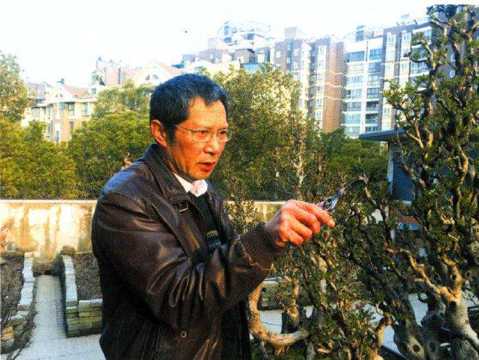 盆景学习理论比学习作品更重要