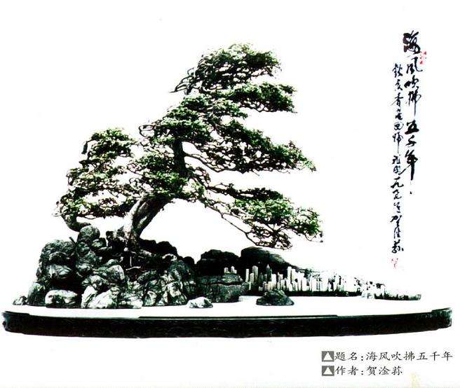 盆景学习理论比学习作品更重要