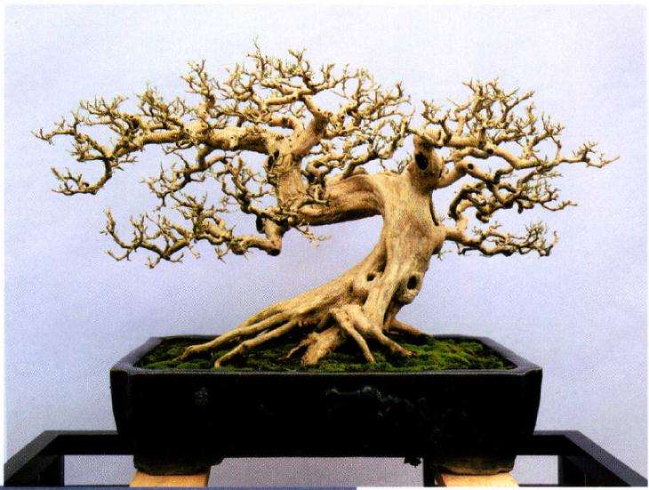 2020年 顺德盆景协会成立40周年