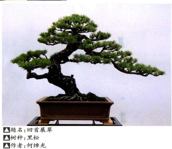 2020年 顺德盆景协会成立40周年