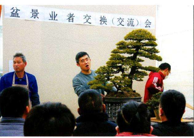 杭州盆景