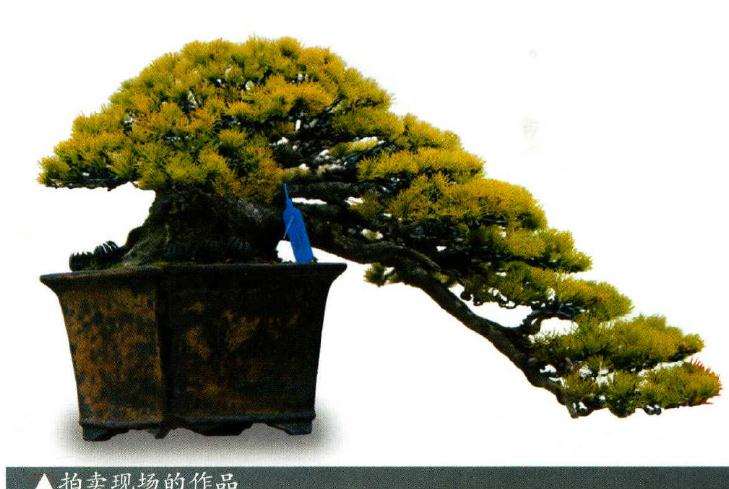 杭州盆景