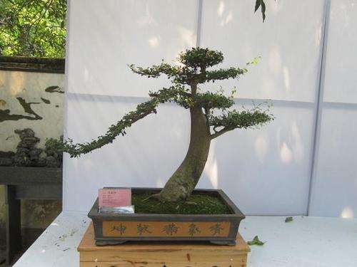 进行盆景起源研究时应关注的3个问题