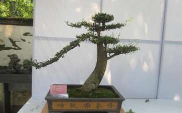 进行盆景起源研究时应关注的3个问题