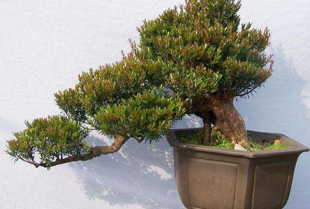 赤楠盆景怎么浇水施肥