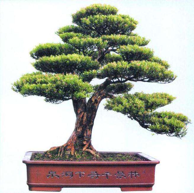 赤楠盆景怎么造型