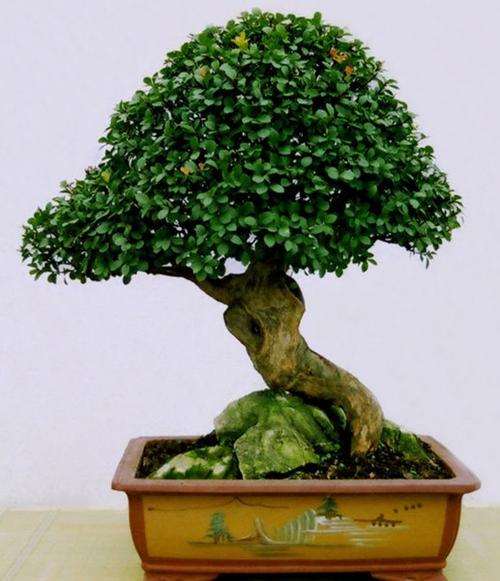 赤楠盆景怎么造型