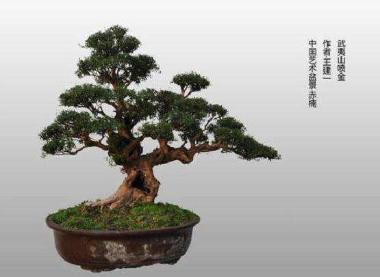 赤楠盆景怎么换盆的3个方法