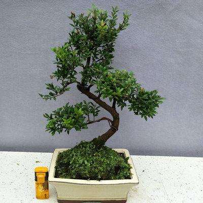 赤楠盆景栽培基地的选择和规划