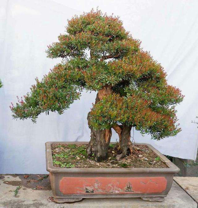 赤楠盆景栽培基地的选择和规划