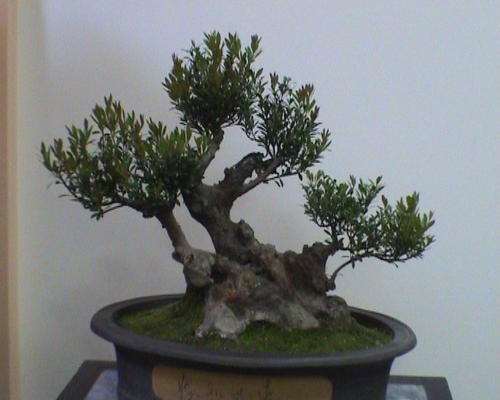 赤楠盆景怎么检疫除害的方法