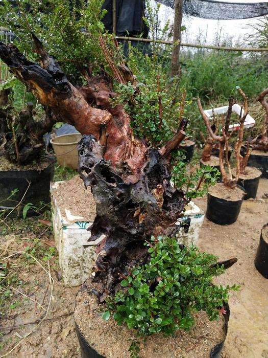 赤楠盆景怎么杂草管理和有害生物管理