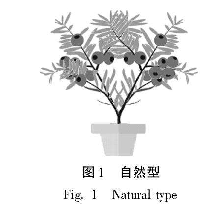 东北红豆杉盆景自然型