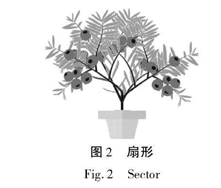 东北红豆杉盆景羽扇