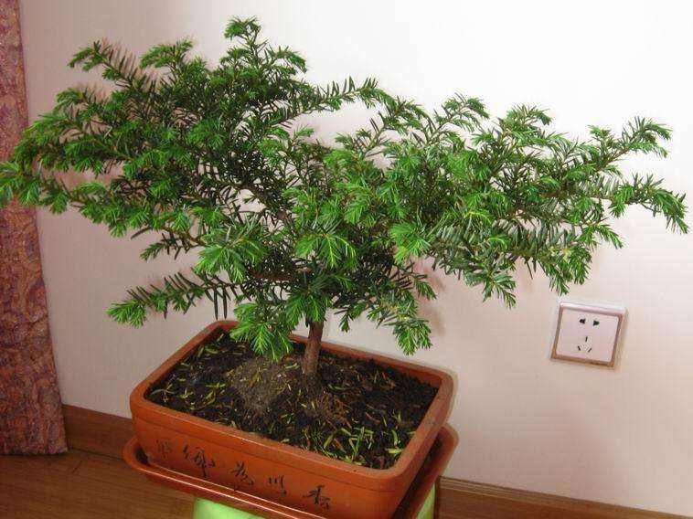 东北红豆杉盆景怎么制作的5个方法