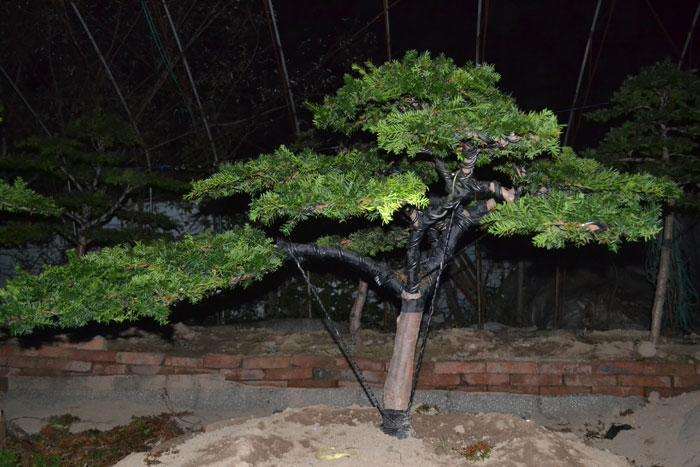 东北红豆杉盆景怎么制作