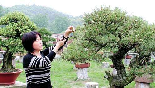 学校盆景课程怎么改革的5个措施