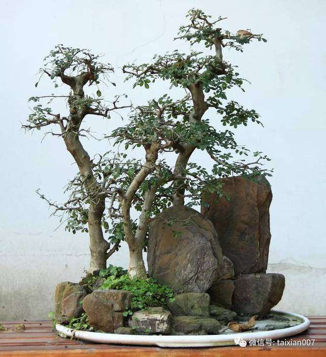 学校盆景课程怎么改革的5个措施