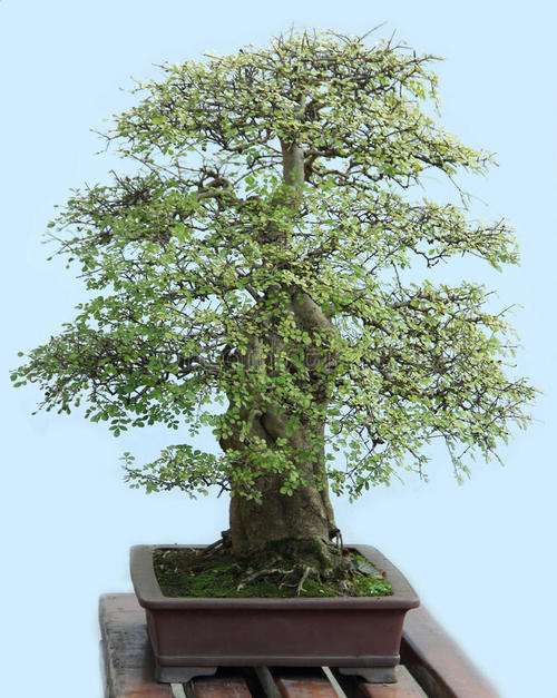 学校盆景课程怎么改革的5个措施