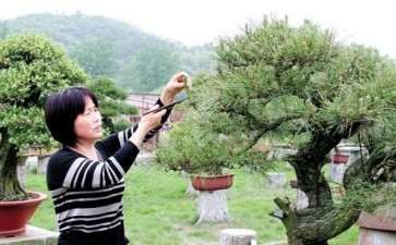 学校盆景课程怎么改革的5个措施