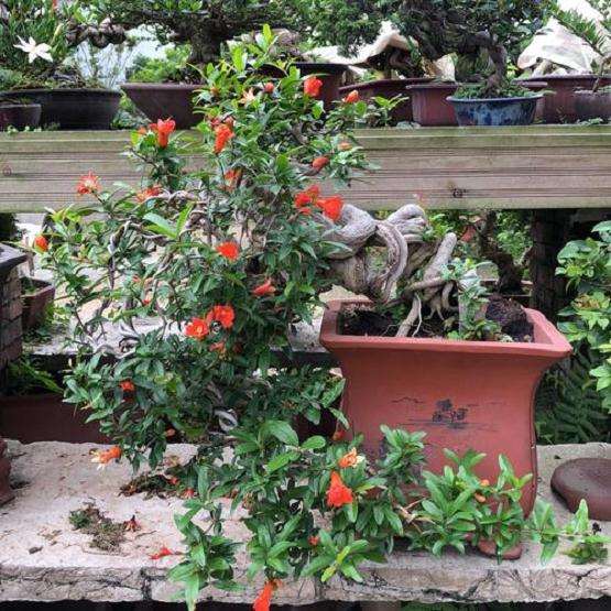 院校盆景课程现状及存在的4个问题