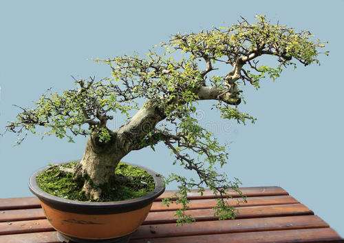 院校盆景课程现状及存在的4个问题