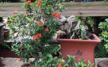 院校盆景课程现状及存在的4个问题