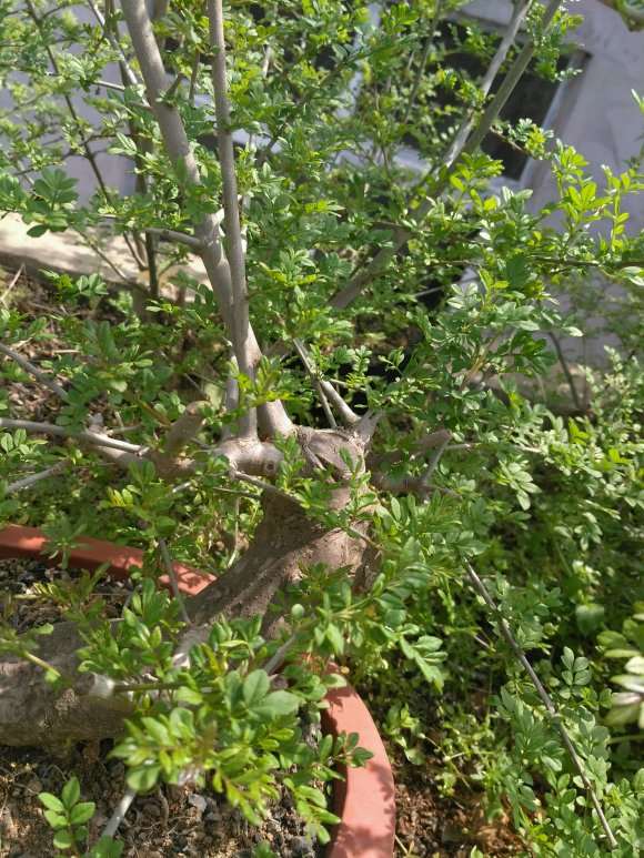 对节白腊下山桩怎么发芽的方法