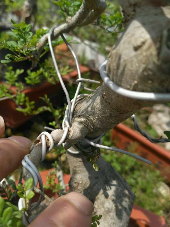 对节白腊下山桩怎么发芽的方法